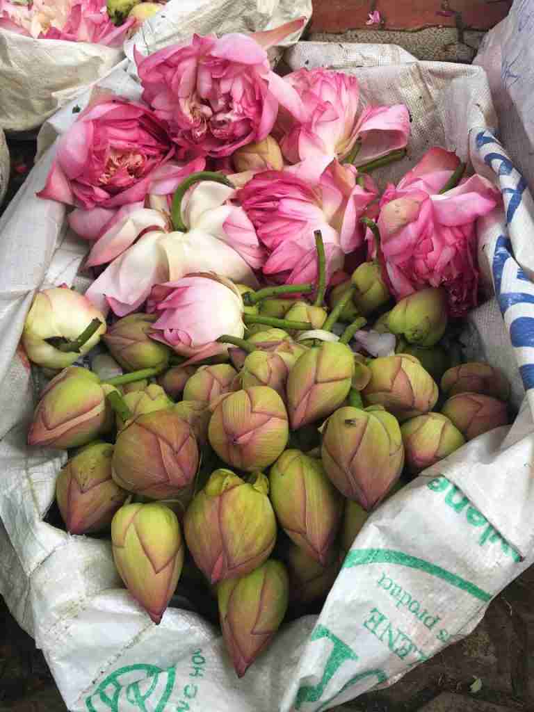 פרחי הלוטוס בשוק הפרחים במדוראי