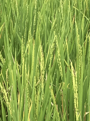שדות אורז בהודו