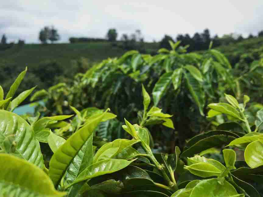שדות קפה בקוסטה ריקה