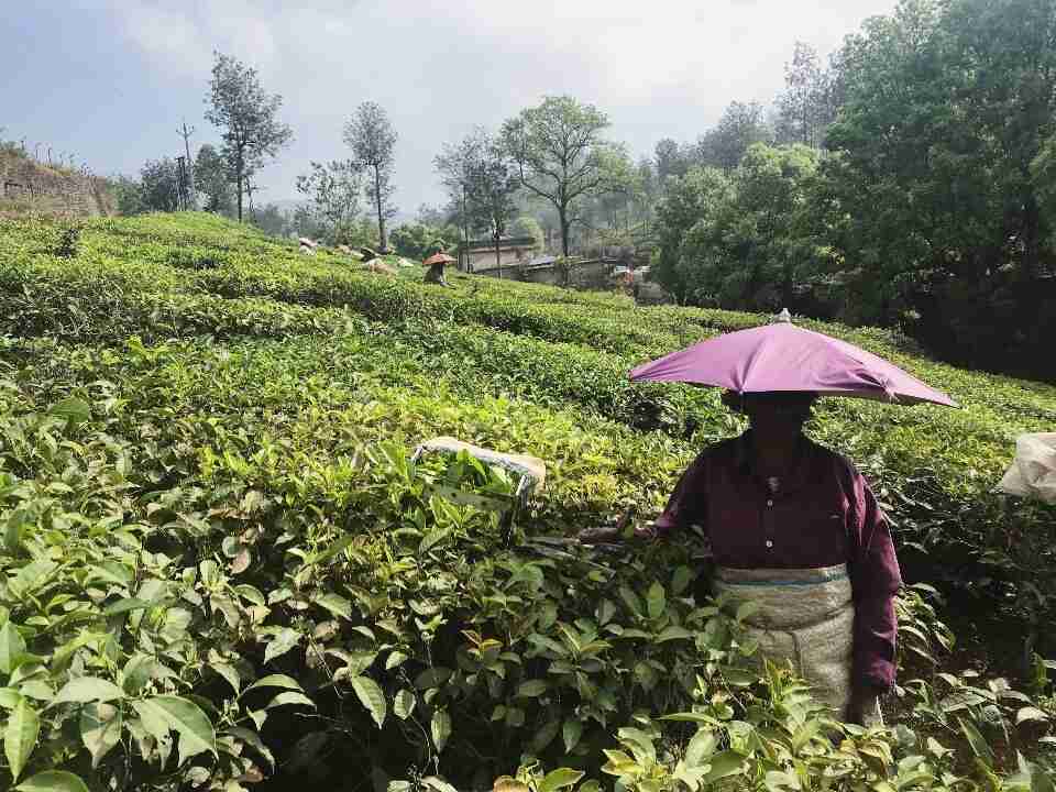 קוטפות התה במונאר הודו