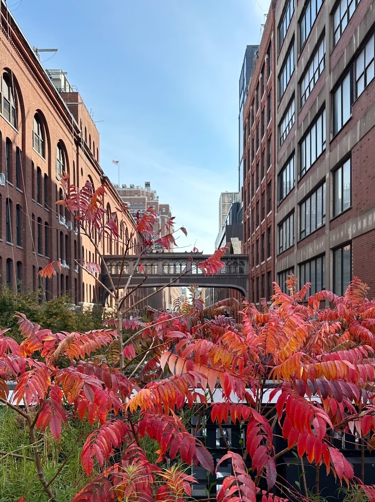 ההיי ליין (High Line) - תרבות ואמנות במרחב העירוני בניו יורק